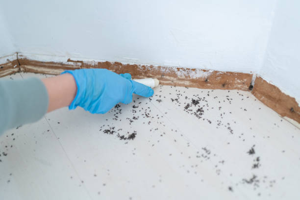 Best Bed Bug Extermination  in Panguitch, UT